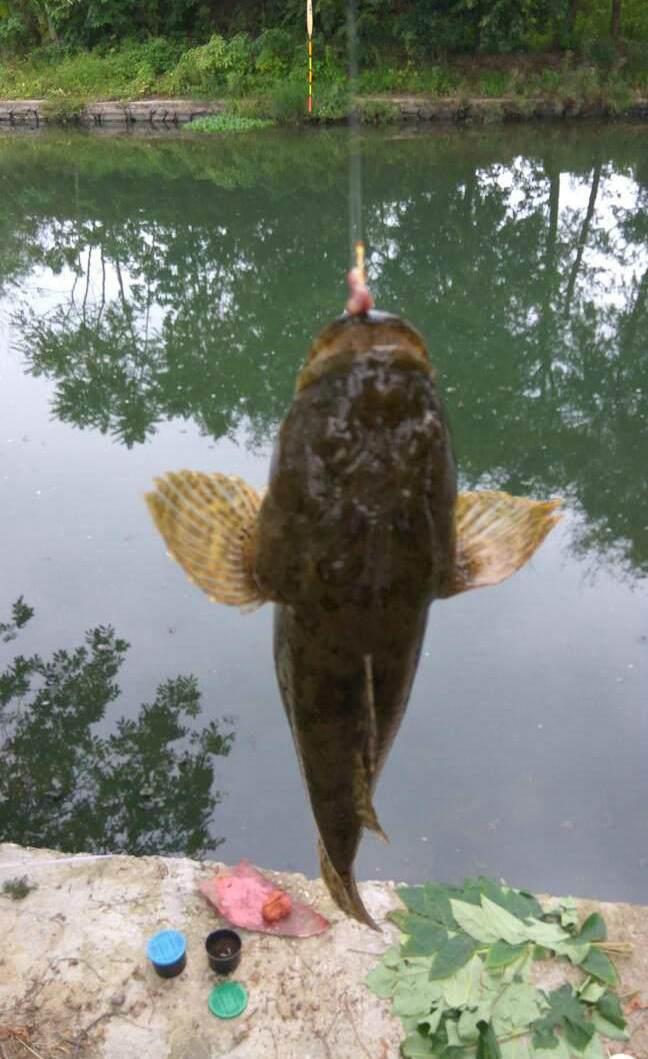 養(yǎng)魚幾條最好【養(yǎng)11條魚有什么好處】