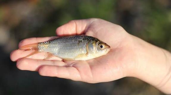 魚的溫度【淡水魚的魚缸正常溫度是多少】