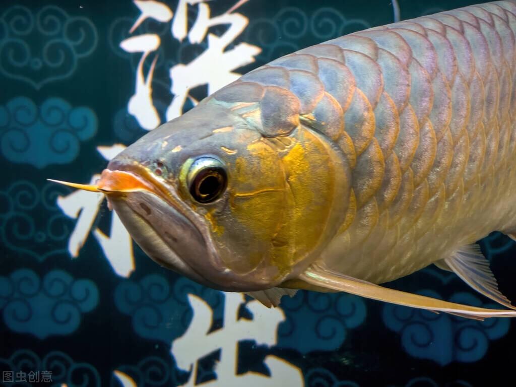 金龍魚(yú)水溫多少度合適【銀龍魚(yú)正常水溫要多少度飼養(yǎng)才合適】 銀龍魚(yú)百科