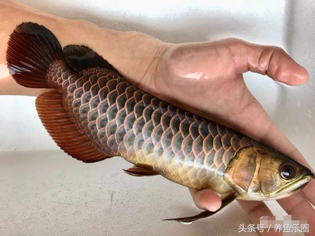 金龍魚(yú)的水溫多少合適【龍魚(yú)夏天要開(kāi)加熱棒嗎】 龍魚(yú)批發(fā)