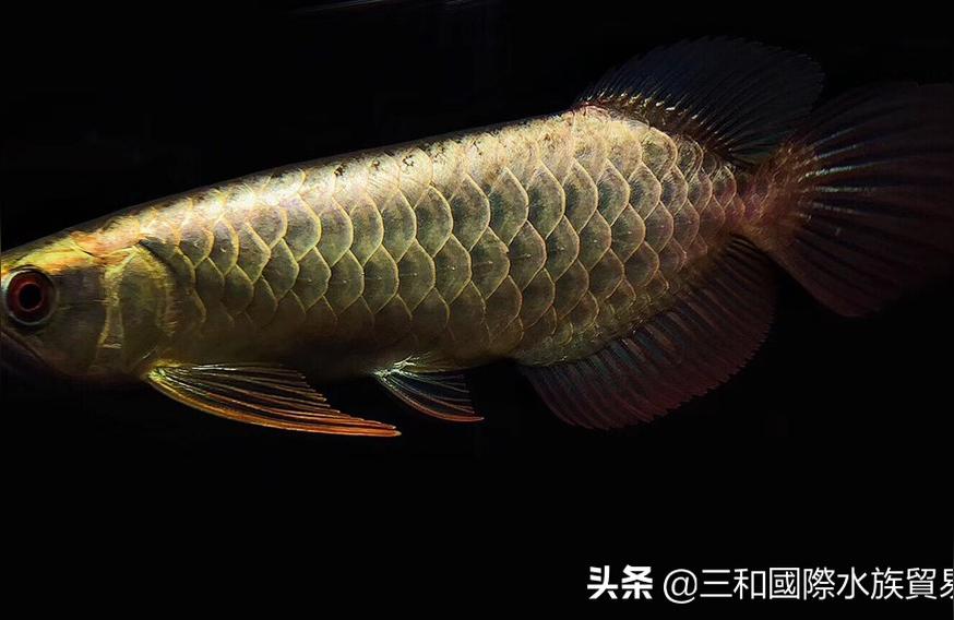 金龍魚的圖片大全【巴卡雷龍和金龍魚哪個(gè)貴】 巴卡雷龍魚