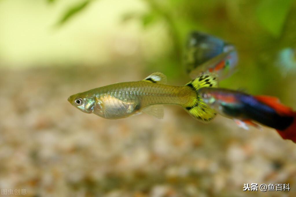 孔雀魚(yú)品種大全72種珍藏版【什么品種的孔雀魚(yú)配出來(lái)好看】