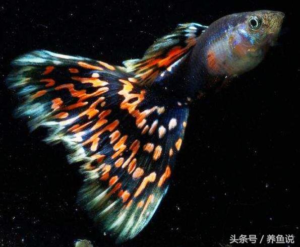 高檔孔雀魚品種圖片【孔雀魚生長期多長時(shí)間】