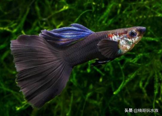 孔雀魚圖片欣賞【還有什么其他品種】 龍魚批發(fā)