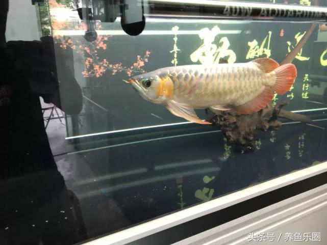 紅龍是什么梗【DIY電腦配置選擇的常見誤區(qū)有哪些】 龍魚批發(fā)