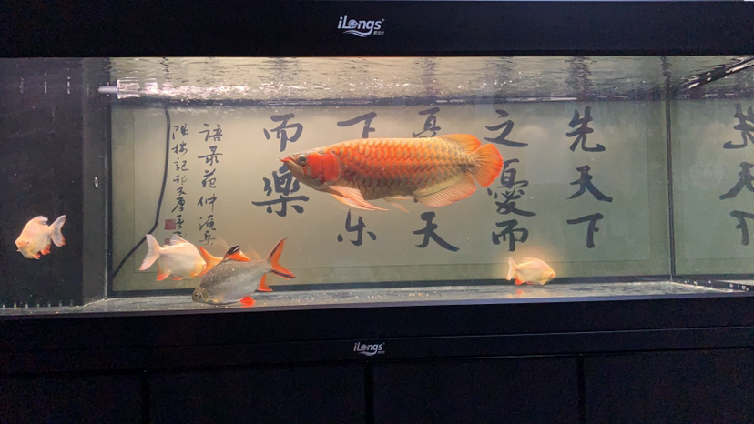 花地灣馬上謝幕進(jìn)入歷史的洪流之中了 銀河星鉆魚 第4張