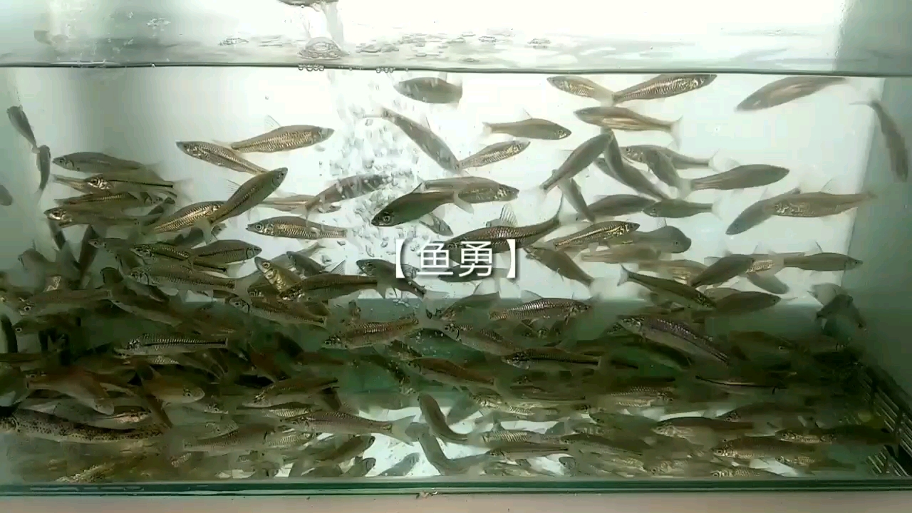 葫蘆島觀賞魚市場魚糧