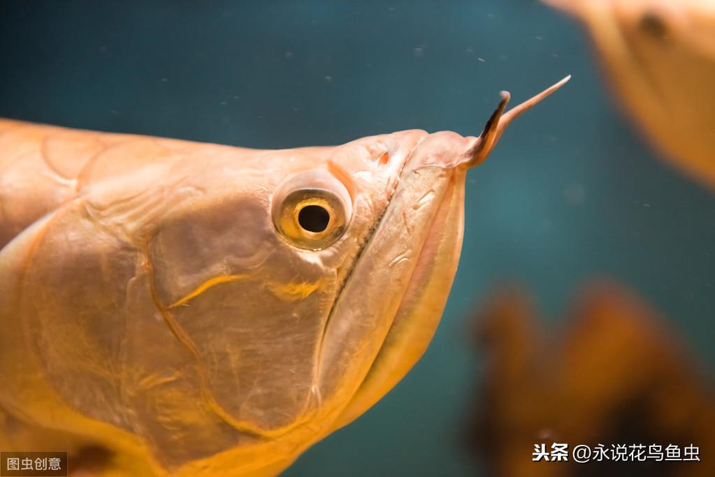 養(yǎng)龍魚要多少溫度【魚缸水溫32度行嗎】 龍魚批發(fā)