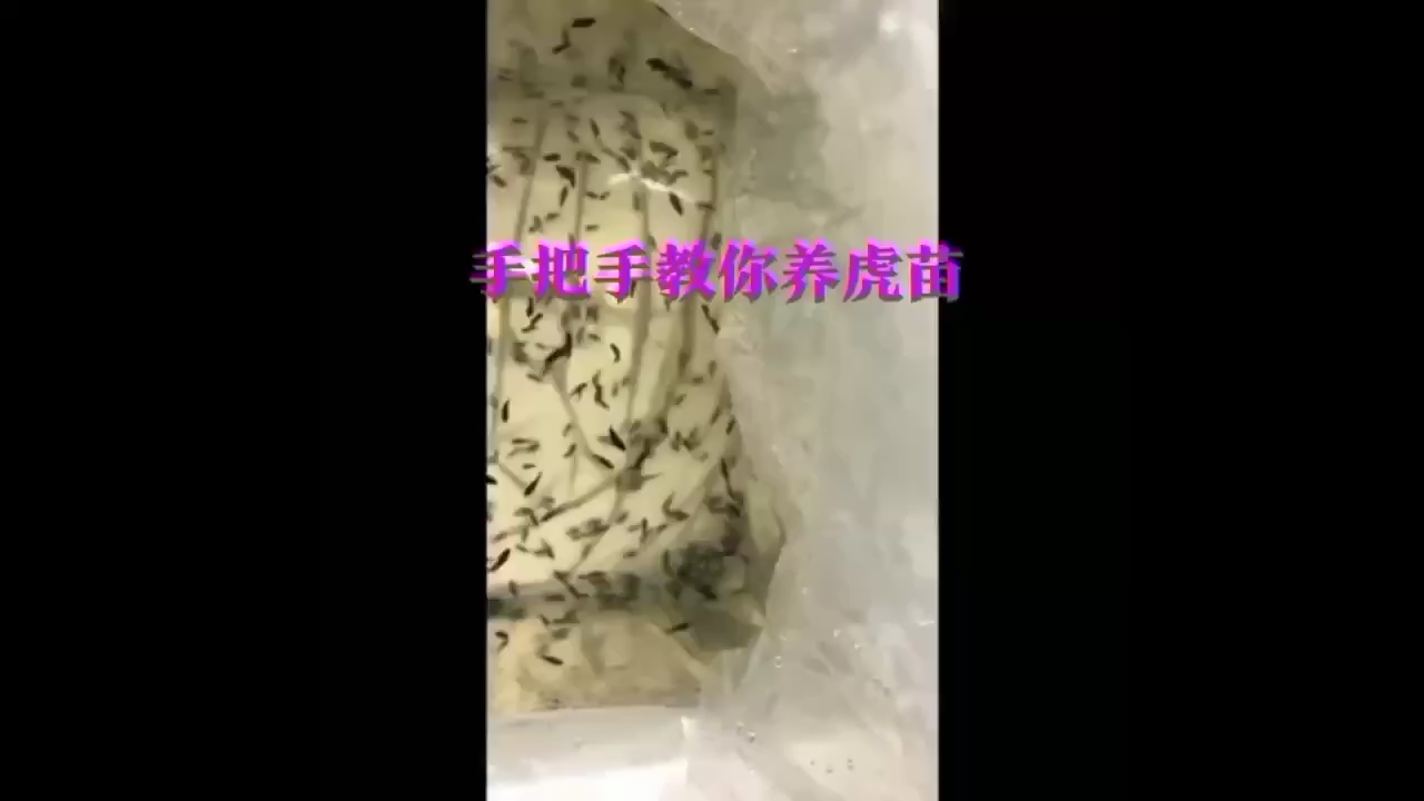 手把手教你養(yǎng)虎苗