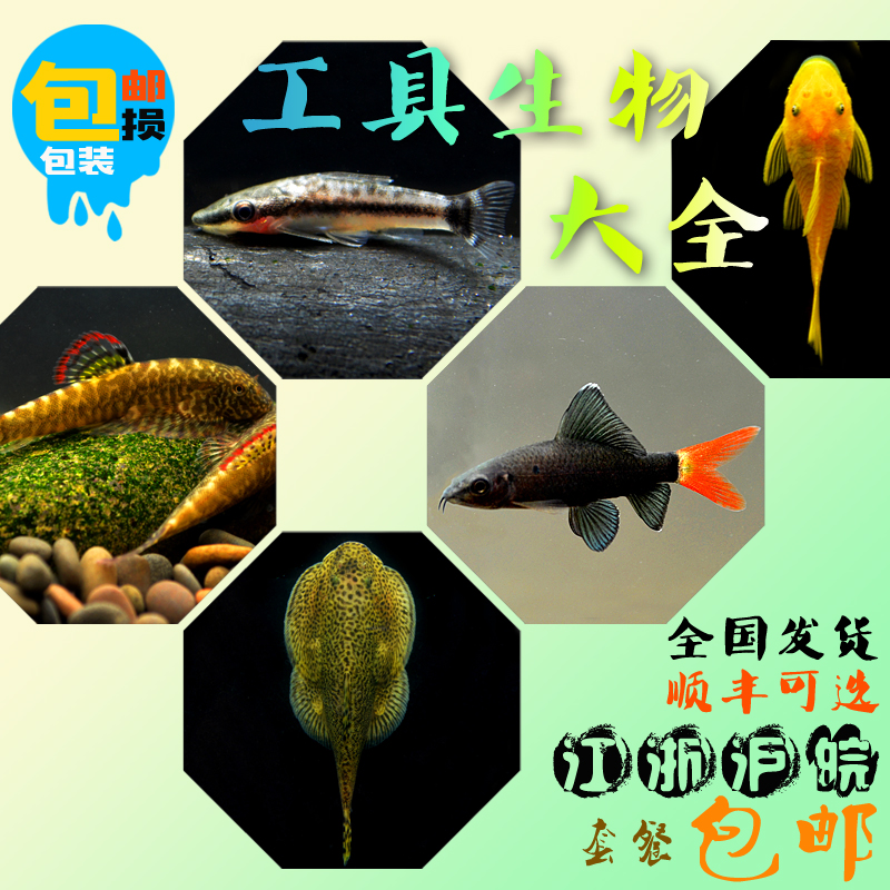 雅安觀賞魚市場黃金胡子魚活體領取優(yōu)惠券