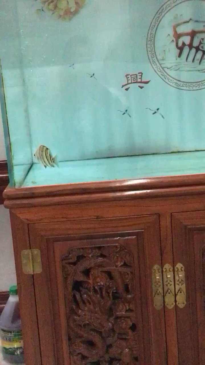 看一會(huì)魚