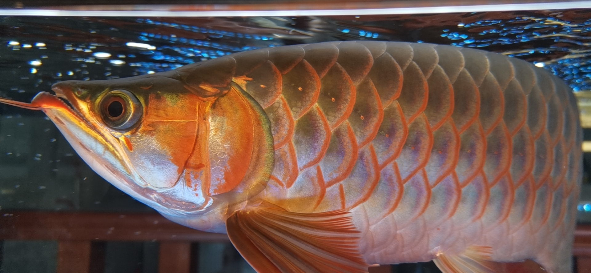 黃岡觀賞魚(yú)市場(chǎng)來(lái)大神鑒別一下雌雄 觀賞魚(yú)市場(chǎng)（混養(yǎng)魚(yú)） 第3張