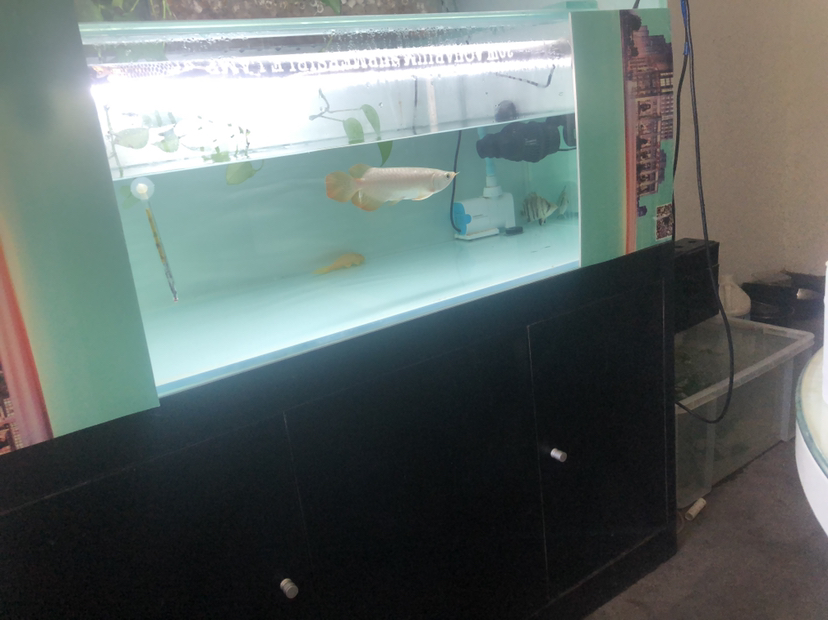 保山水族館1 紅白錦鯉魚