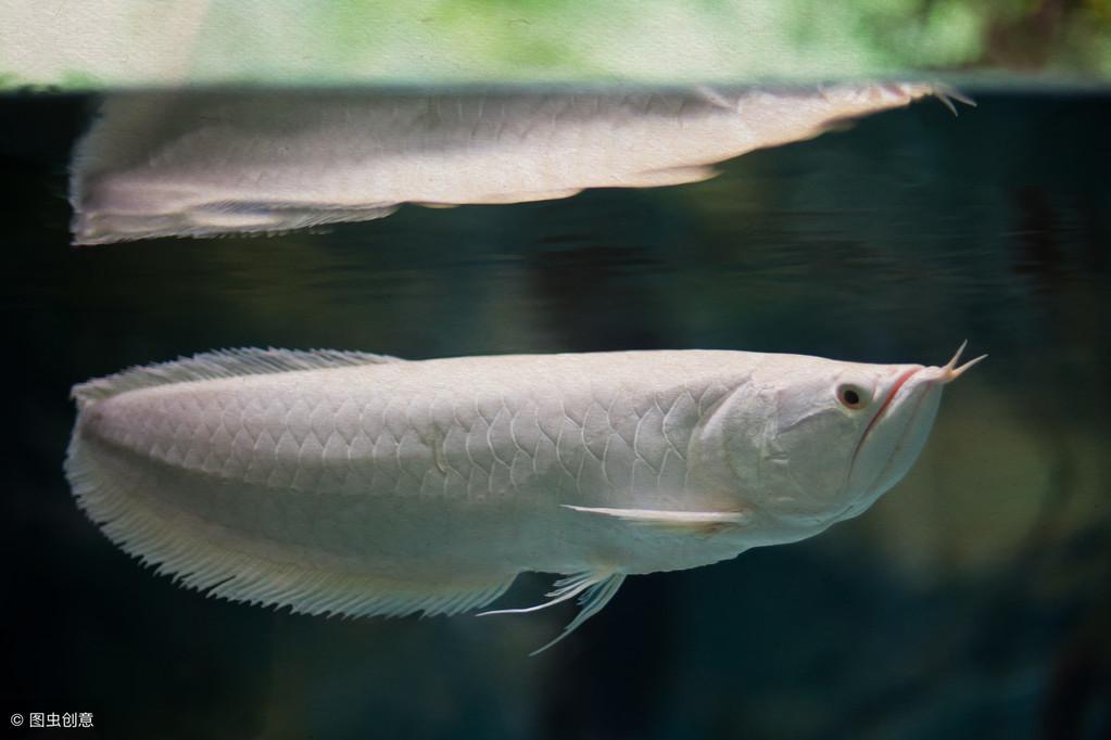 最貴的紅龍是什么魚【中高端顯卡推薦】