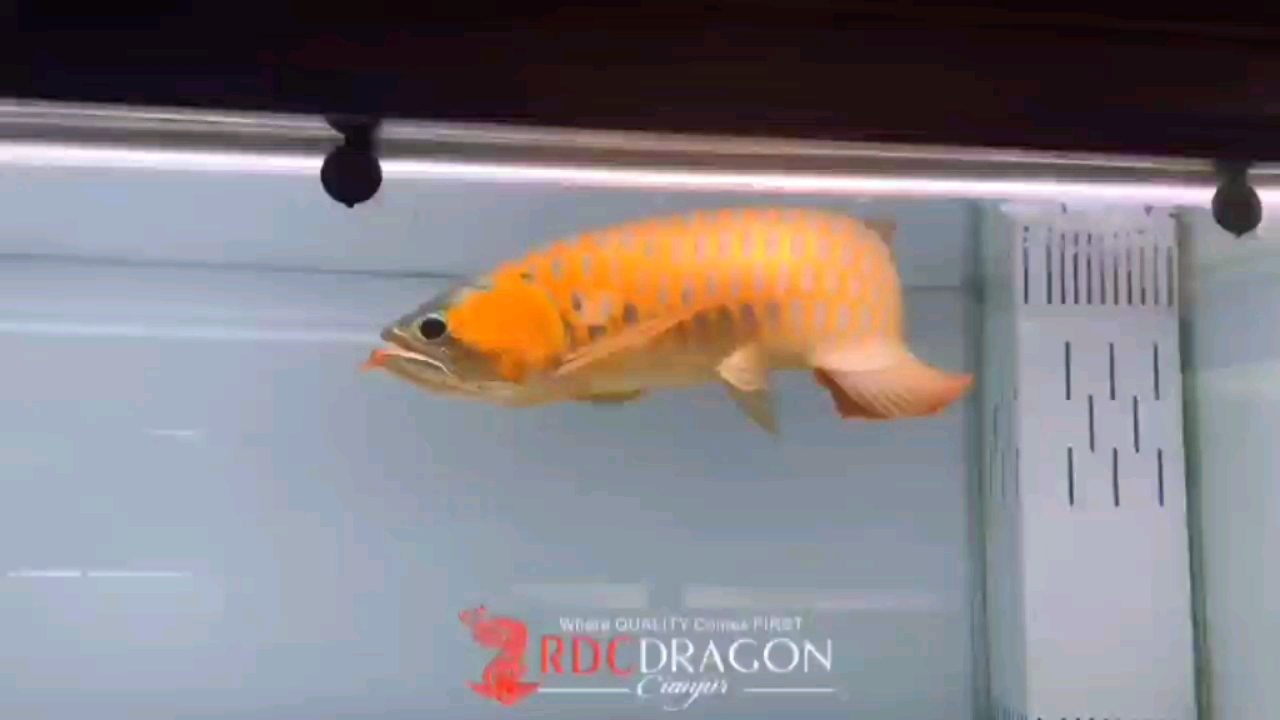 百色觀賞魚市場RDC紅魔賽級(jí)