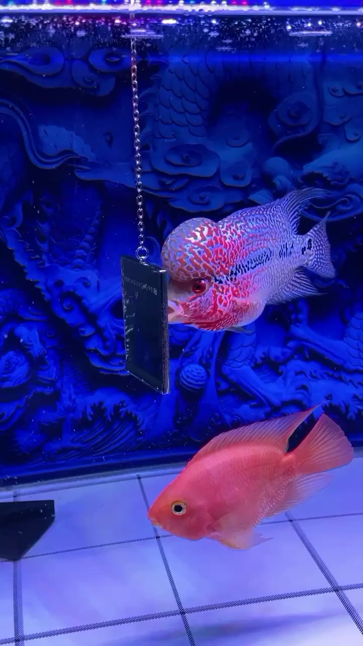 南充水族館火氣大得很 胭脂孔雀龍魚(yú)