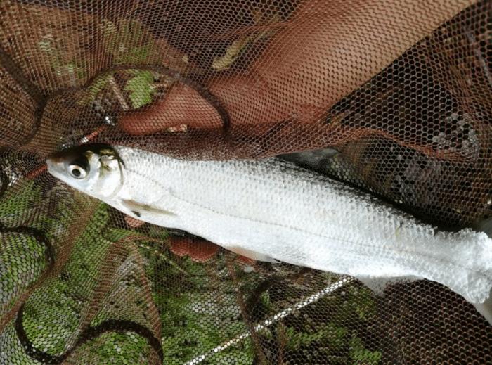 鯪魚(yú)是什么魚(yú)【用鯪魚(yú)料能不能釣鯽魚(yú)】