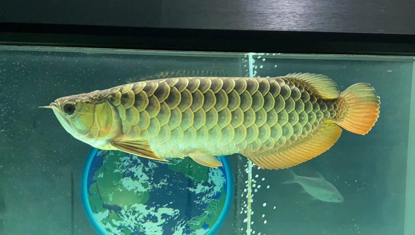 果洛藏族自治州水族館炮彈頭大圓鱗立達(dá)七彩 非洲金鼓魚 第1張