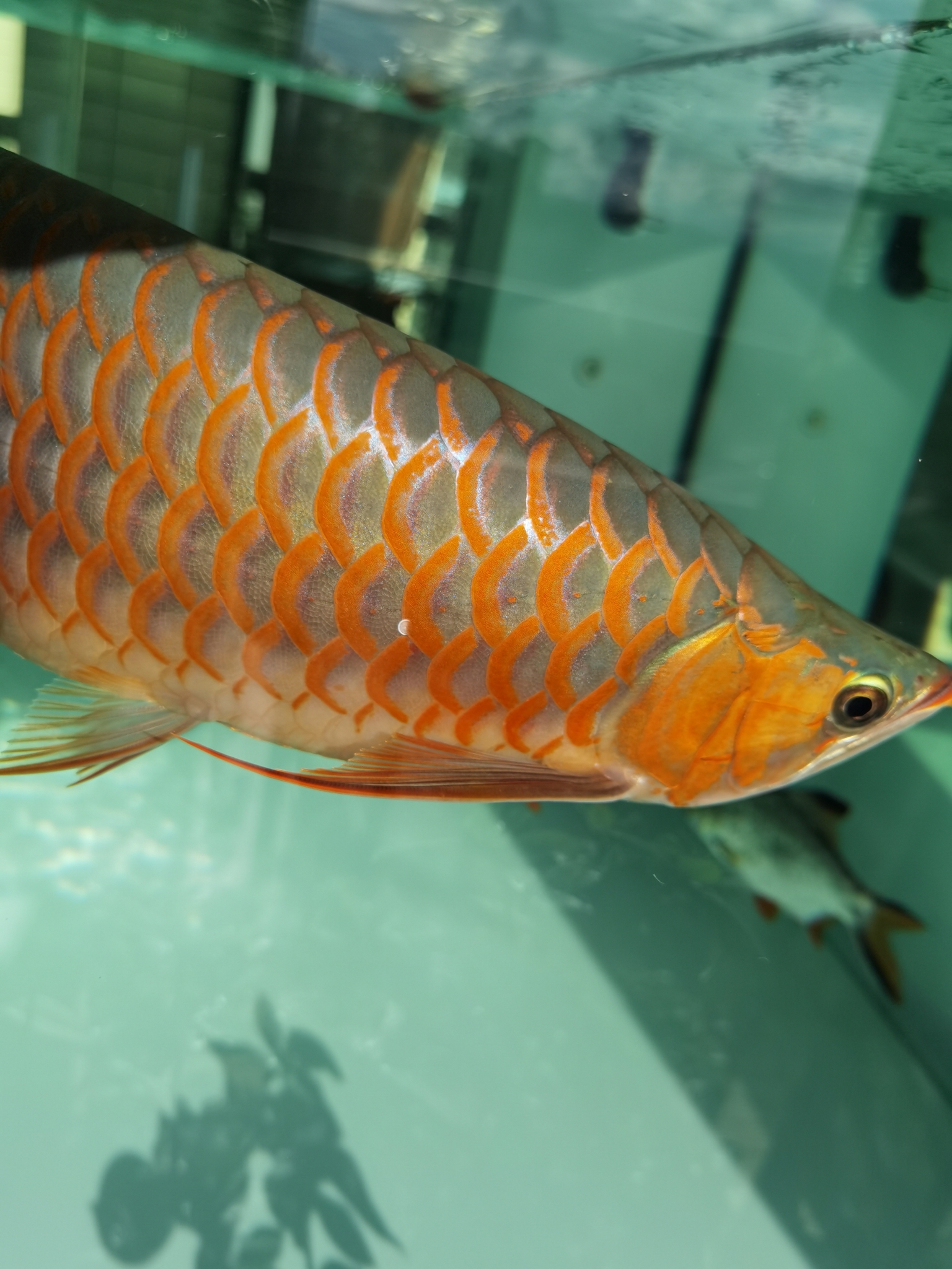 享受日光浴 水族世界 第1張