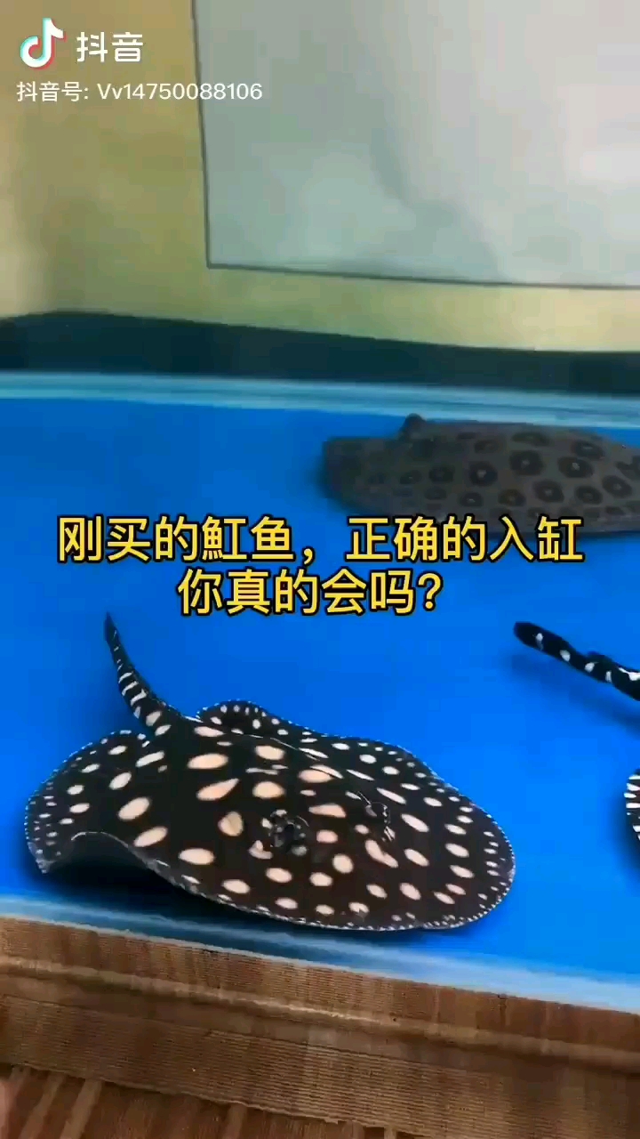 魟魚入缸過程但我還是喜歡輸液管滴流 丹頂錦鯉魚