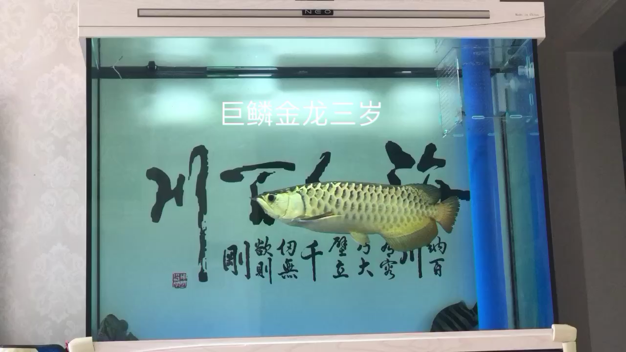 濰坊水族館據(jù)說看到這個的魚友會發(fā)大財哦