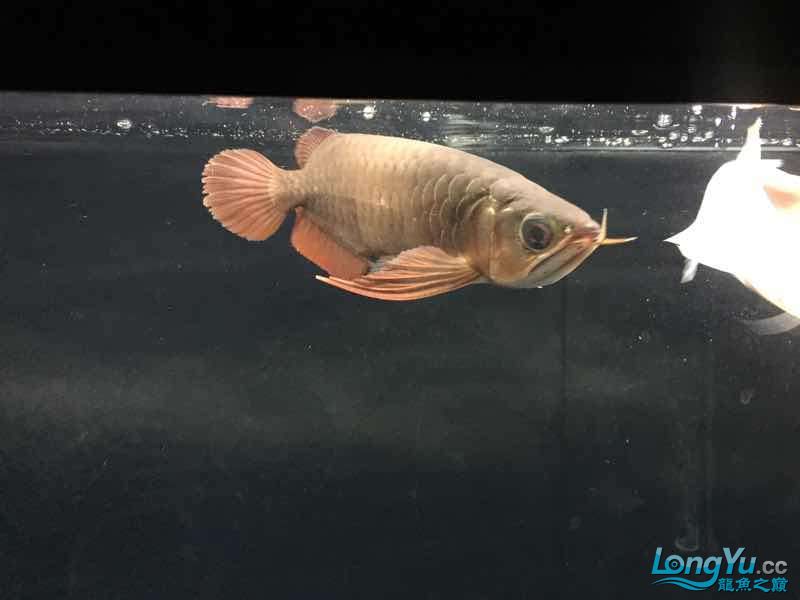 運城觀賞魚市場神龍小紅痣成長記4 觀賞魚市場（混養(yǎng)魚） 第4張