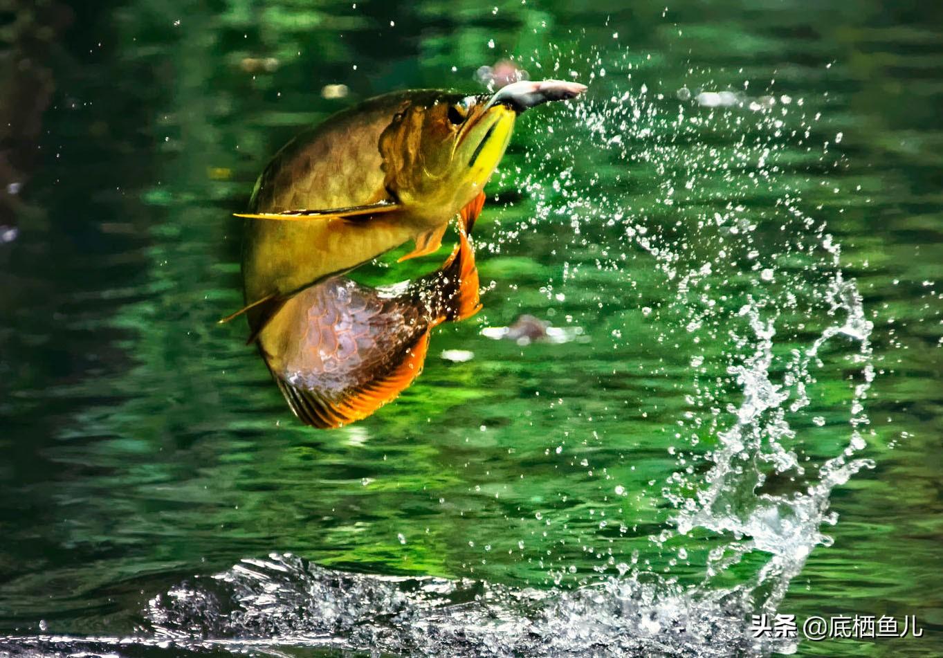 養(yǎng)龍魚需要多大的魚缸【1米寬60寬養(yǎng)龍魚嗎】 龍魚批發(fā)