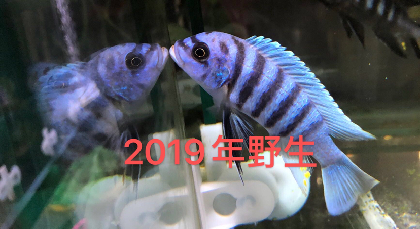 大骷髏是不是要瀕危了？ 斯維尼關刀魚 第8張