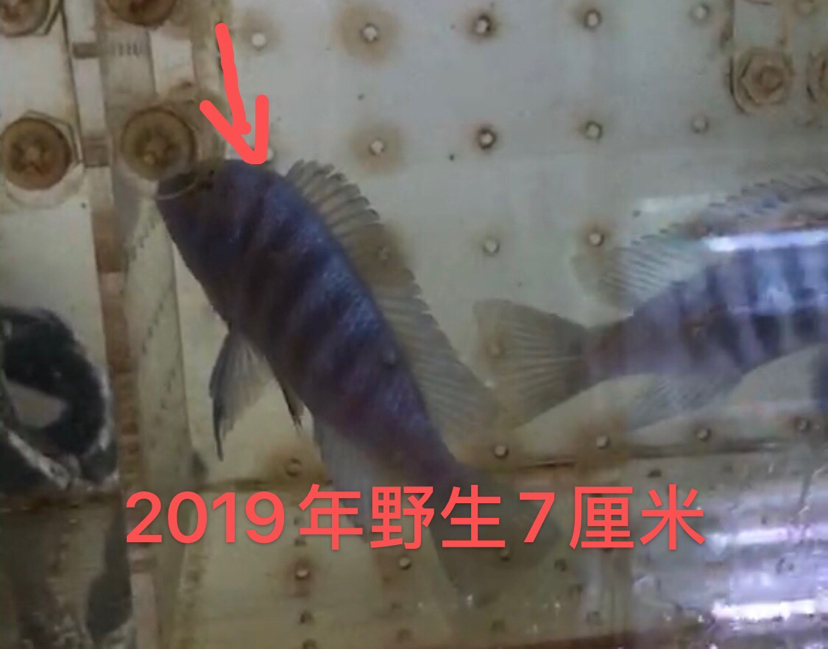 大骷髏是不是要瀕危了？ 斯維尼關刀魚 第10張