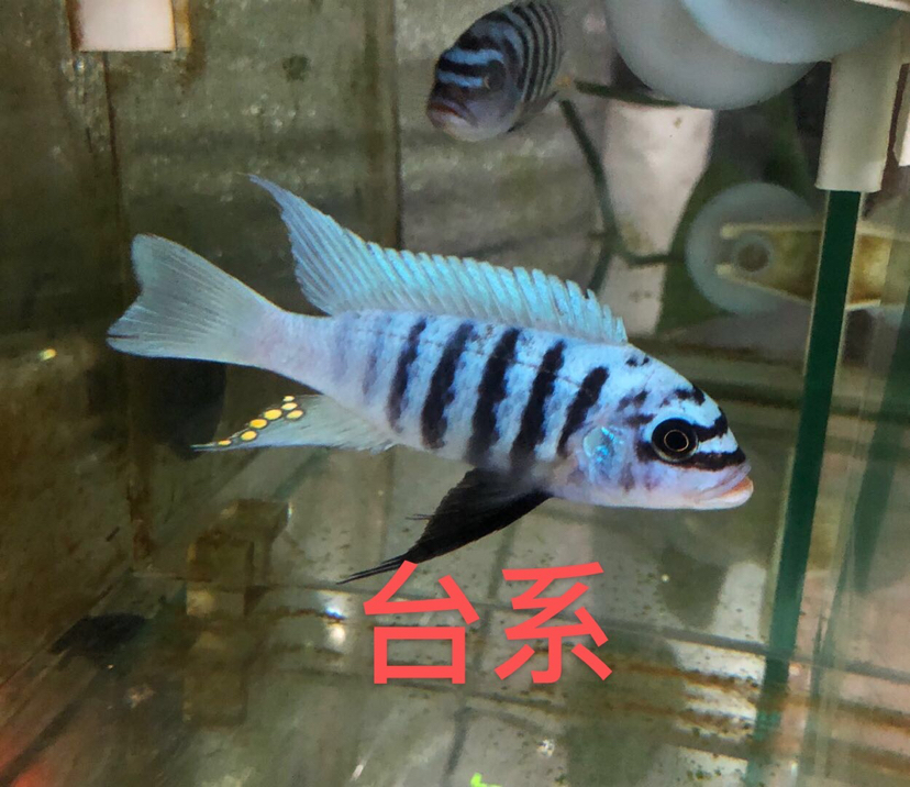 大骷髏是不是要瀕危了？ 斯維尼關刀魚 第14張