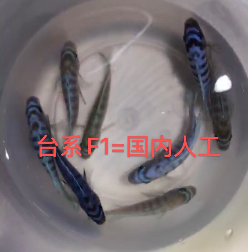 大骷髏是不是要瀕危了？ 斯維尼關刀魚 第16張