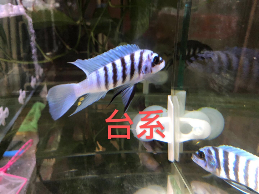 大骷髏是不是要瀕危了？ 斯維尼關刀魚 第15張