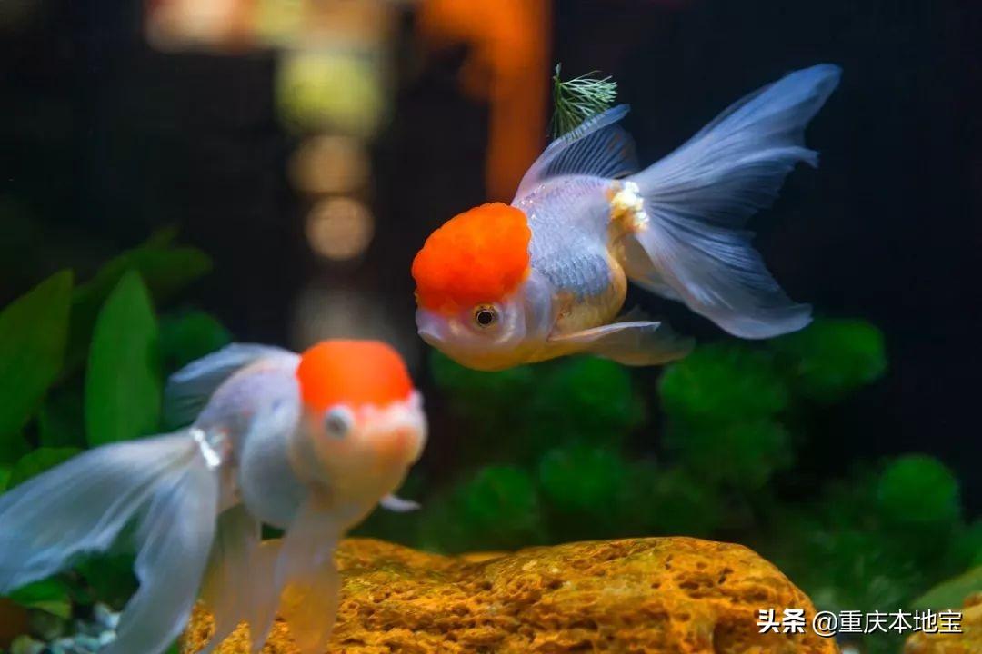 重慶小型觀賞魚批發(fā)【重慶水族市場(chǎng)排名】 觀賞魚批發(fā)