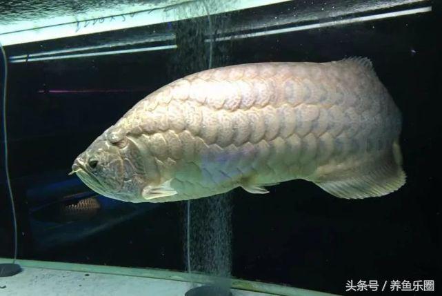 龍魚(yú)鱗片有洞是什么病【金龍魚(yú)戳鱗什么意思】