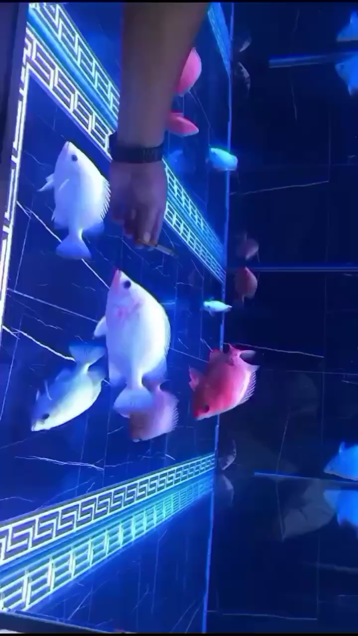 海西蒙古族藏族自治州水族館條條生病 銀龍魚苗 第1張