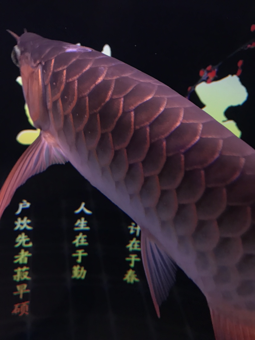 黃南藏族自治州觀賞魚市場撞掉鱗 觀賞魚市場（混養(yǎng)魚） 第3張