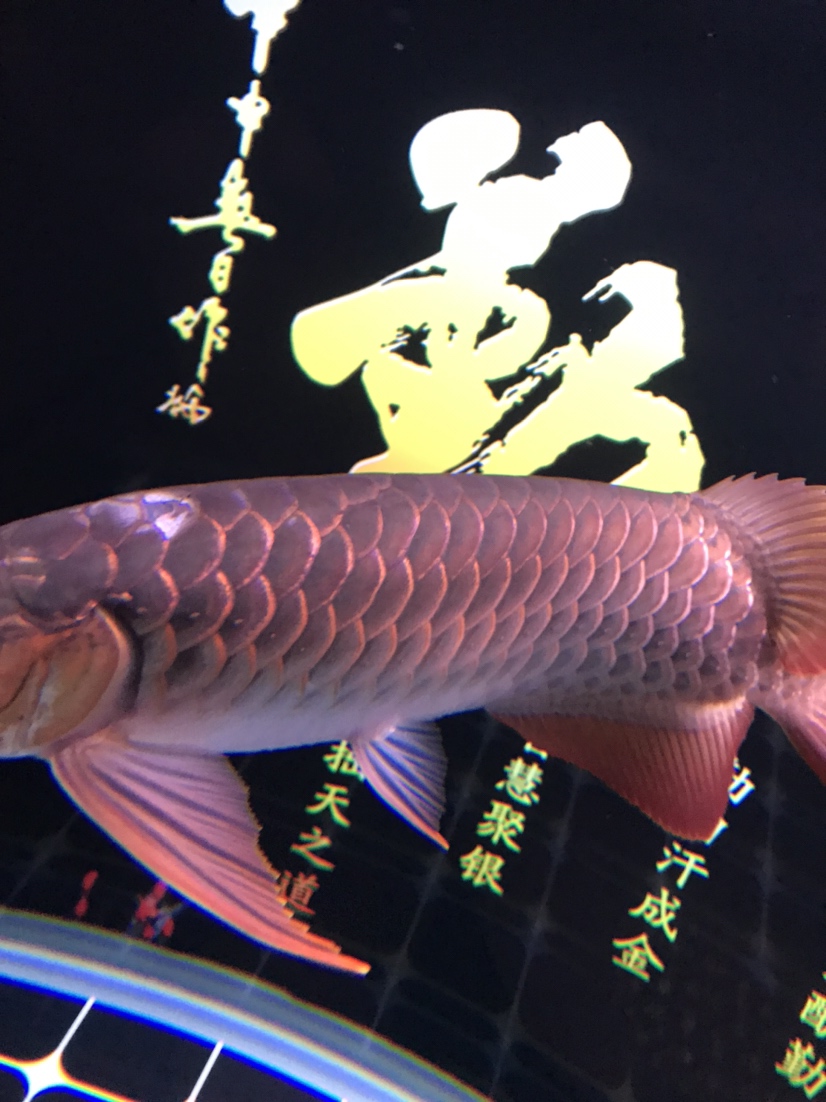 黃南藏族自治州觀賞魚市場撞掉鱗 觀賞魚市場（混養(yǎng)魚） 第2張