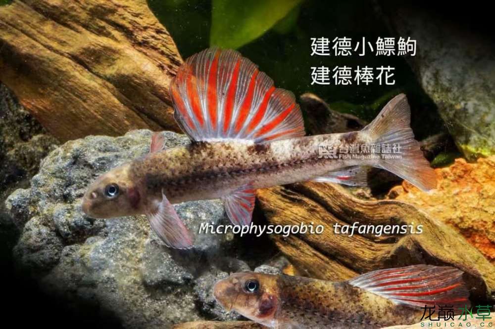 建德小鰾鮈這背鰭像不像泰國斗魚？ 泰國斗魚 第4張