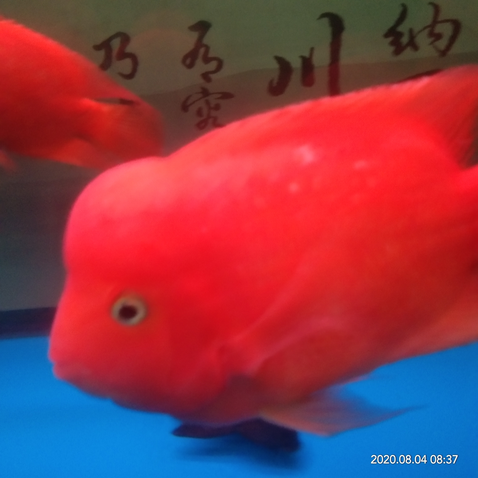 恩施土家族苗族自治州水族館爆頭了 龍魚百科 第4張