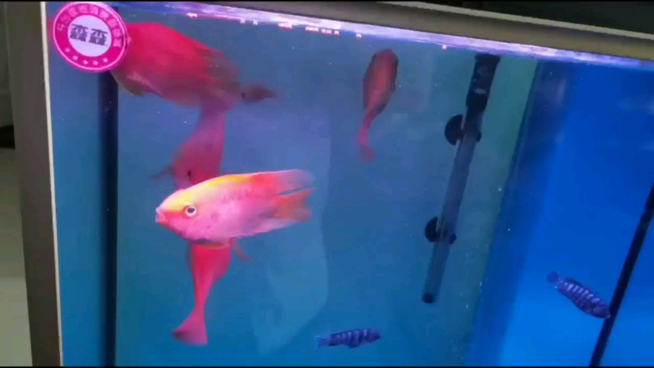 鸚鵡魚打架嘴對嘴啃 鸚鵡魚