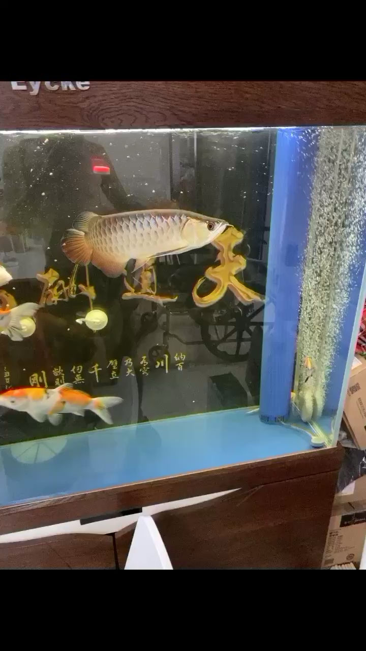 龍巖觀賞魚市場打卡日常喂食