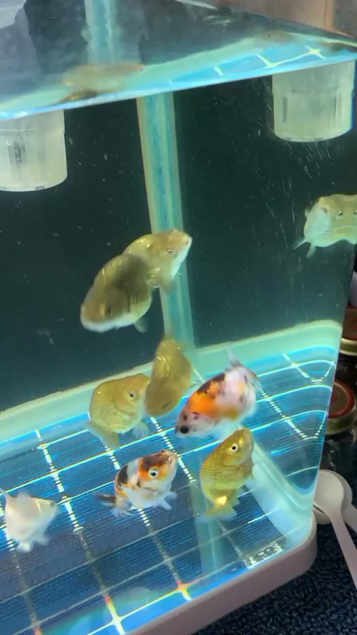 白城水族館吃小紅蟲啦 紅龍福龍魚 第1張