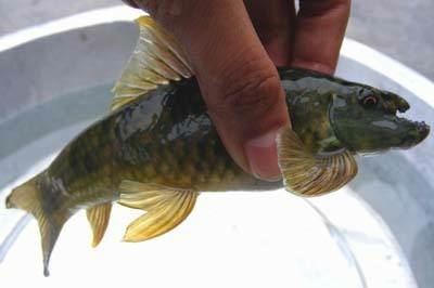 東方墨頭魚 紅龍福龍魚