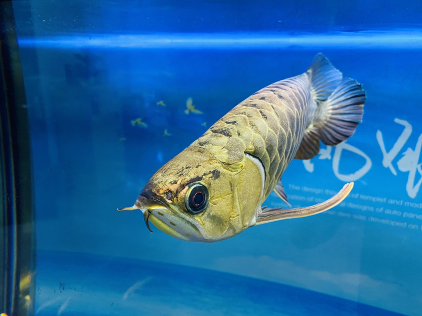 8月8日入缸大吉大利 金三間魚 第2張