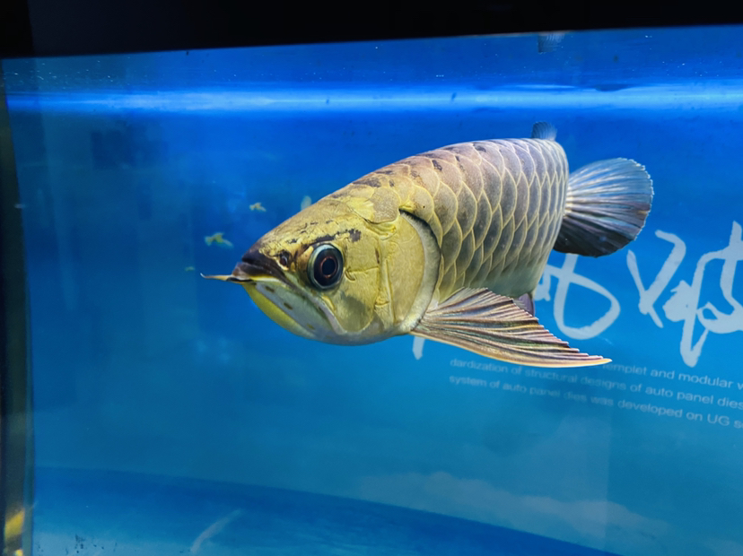 8月8日入缸大吉大利 金三間魚 第3張