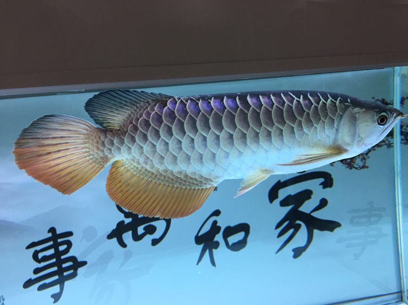 梅州觀賞魚市場目前養(yǎng)過最好的一條龍魚