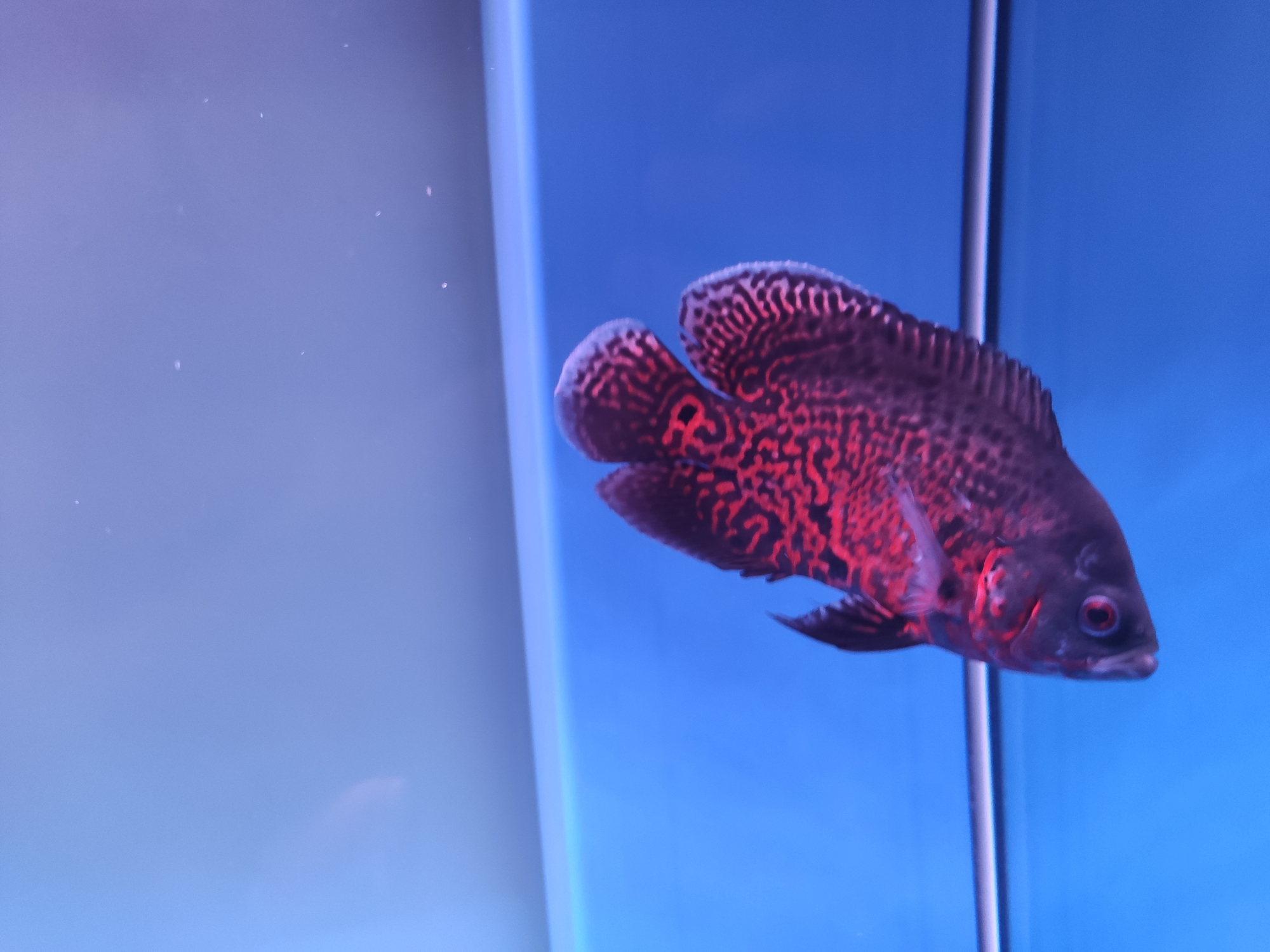 金昌水族館地圖魚(yú) 觀賞蝦蟹等飼料 第5張