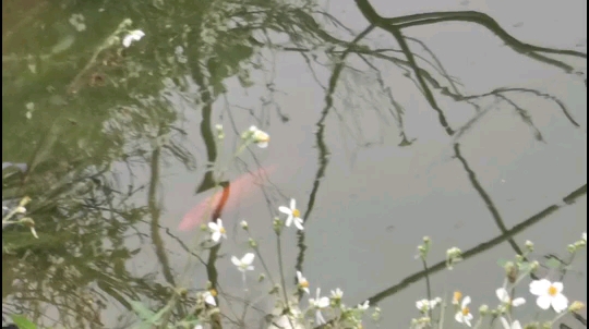 岳陽(yáng)水族館純欣賞 斑馬狗頭魚