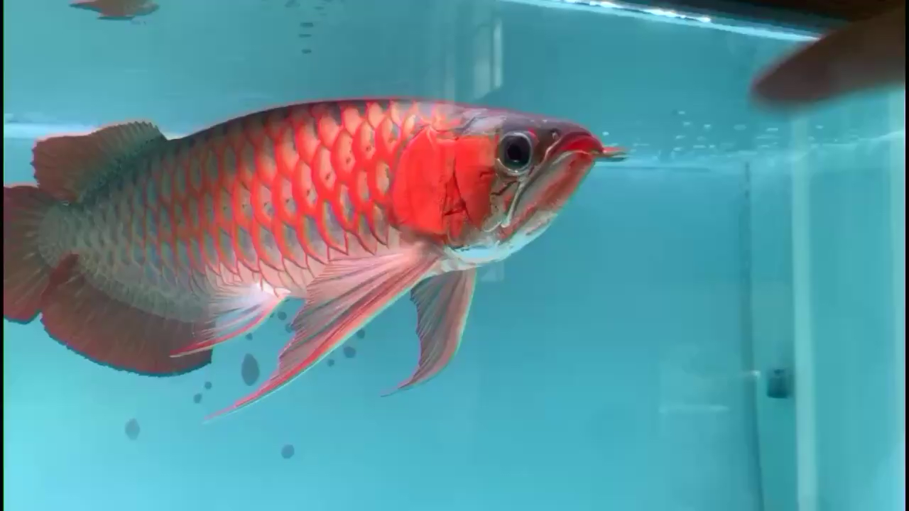 龍巖水族館老毒物 觀賞蝦蟹等飼料