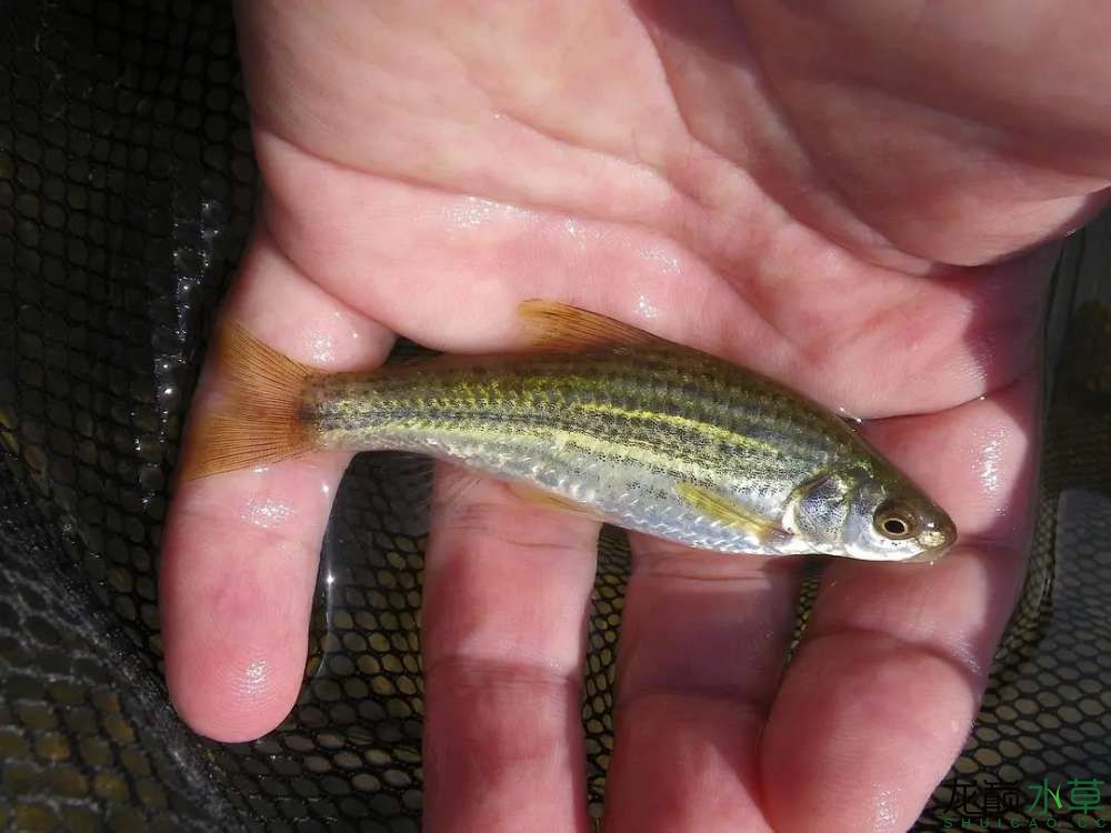 滁州觀賞魚市場中國特有物種東北頜須鮈 觀賞魚市場（混養(yǎng)魚） 第4張